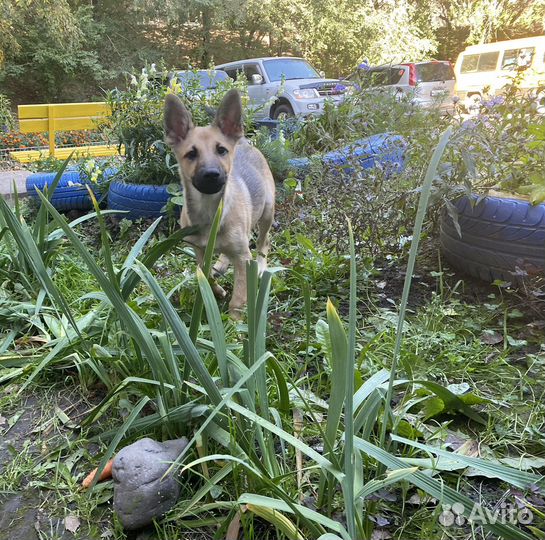 Щенок девочка в добрые руки