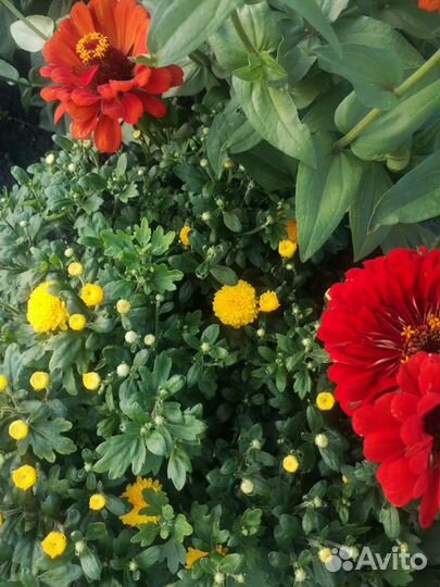 Хризантема мультифлора