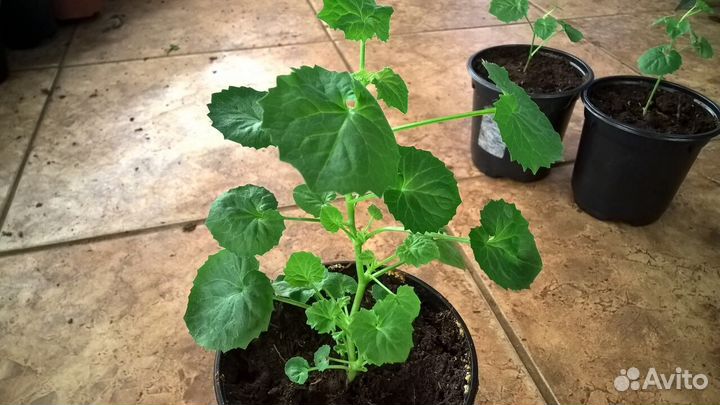 Кампанула (Жених и Невеста)