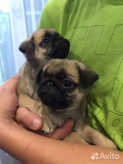 Щенки мопса