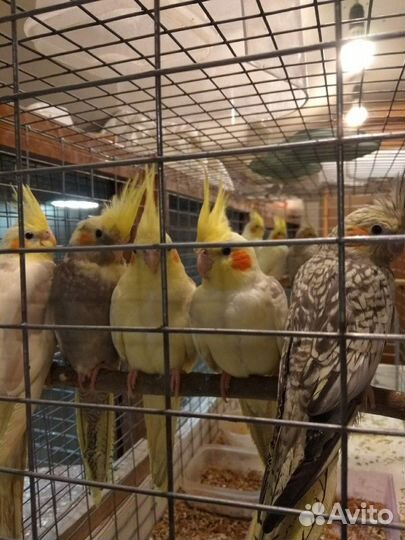 Попугаи корелла птенцы и другие