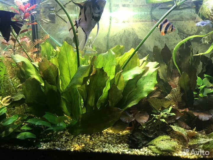 Аквариумные растения