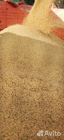 Горчица сидерат