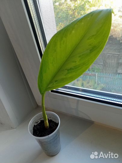 Аглаонема