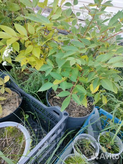 Амурский бархат