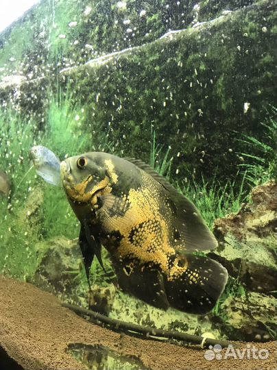 Рыба астронотус