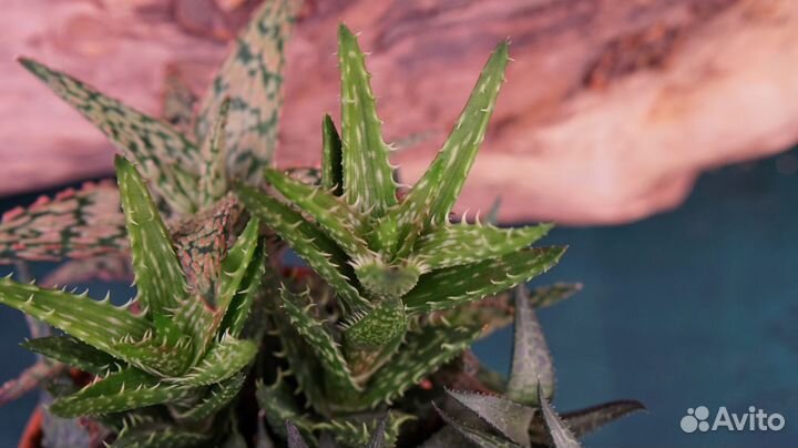 Композиция из суккулентов