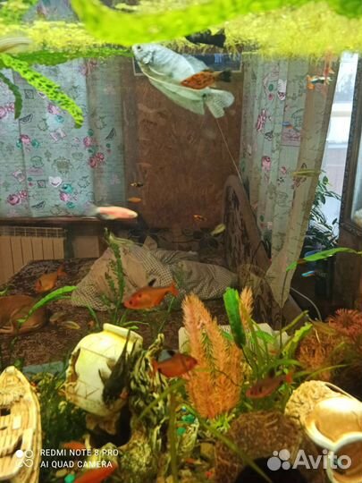 Меченосцы тигровые, гурами