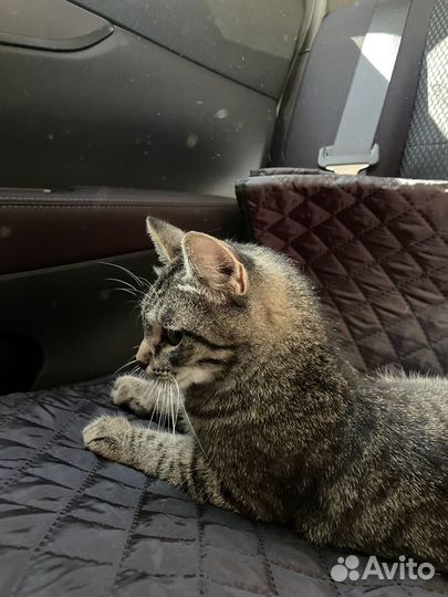 Кошка в дар