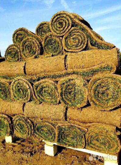 Рулонный газон 