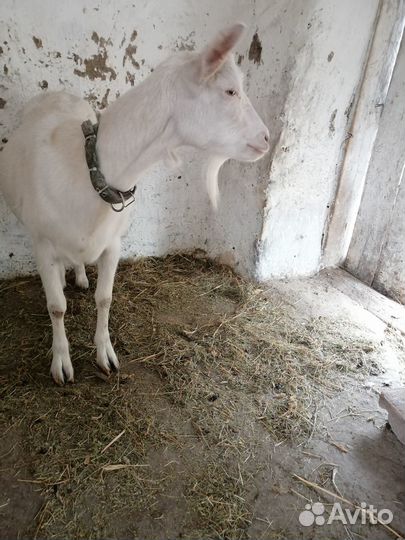 Продаю дойную козу