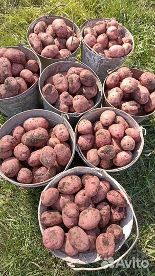 Продам картофель деревенский