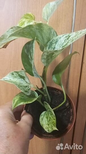 Комнатные цветы