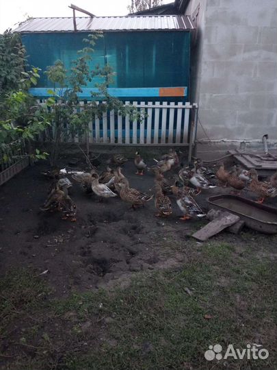 Подсадные утки