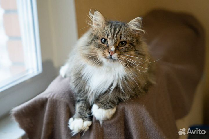 Сибирский кот
