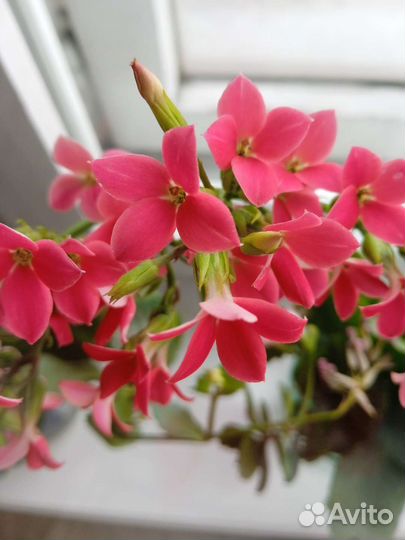 Каланхоэ цветущее комнатные цветы