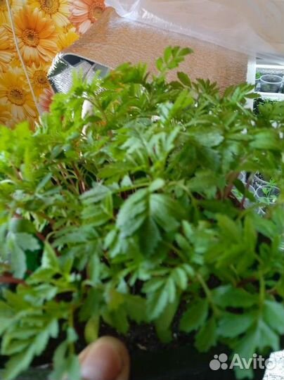 Крепкая рассада