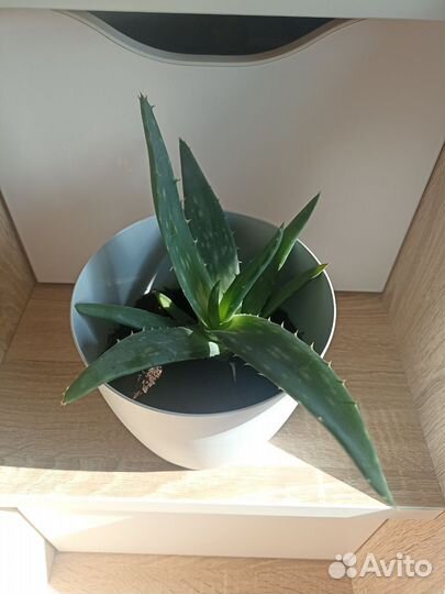 Алоэ вера лечебное растение