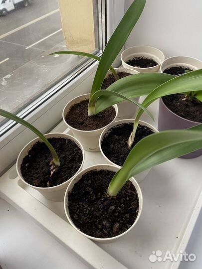 Гиппиаструм (лилия домашняя)