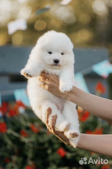 Щенки самоеды