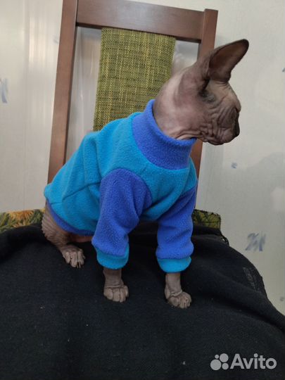 Одежда для сфинкса/одежда для кошек