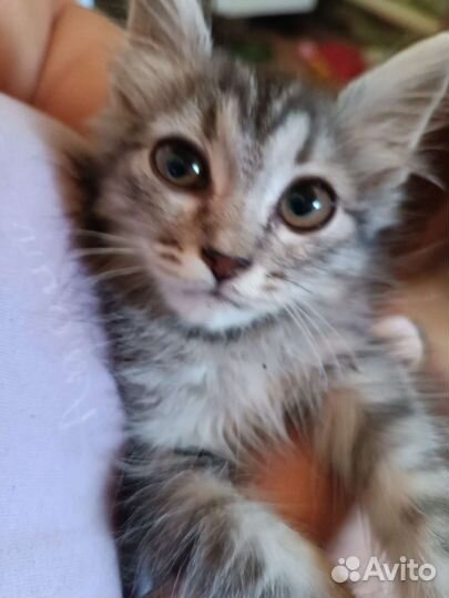 Котик в добрые руки