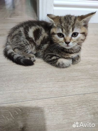 Шотланский котенок