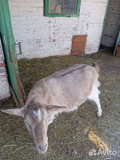 Коза нубийка