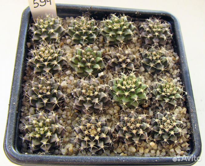 Кактусы сеянцы