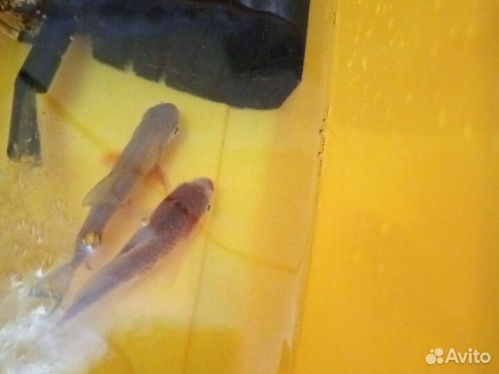 Карп кои и красный паку