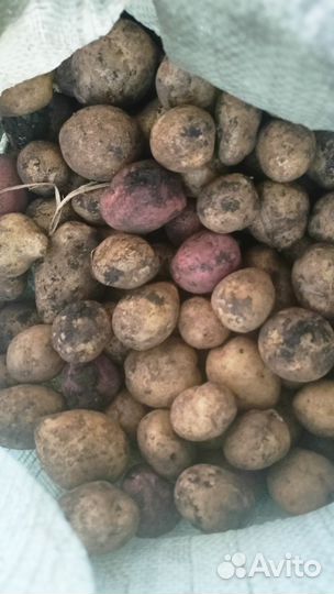 Картофель мелкий на корм животным