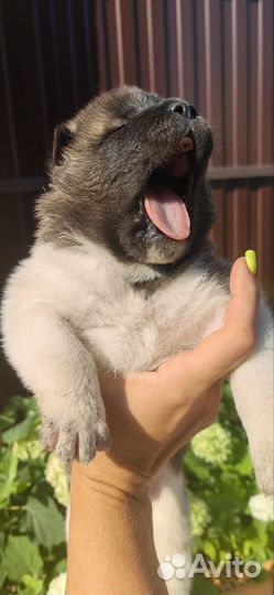 Щенки акита