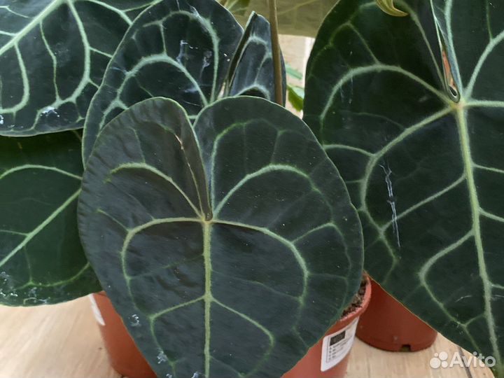 Антуриум кларинервиум