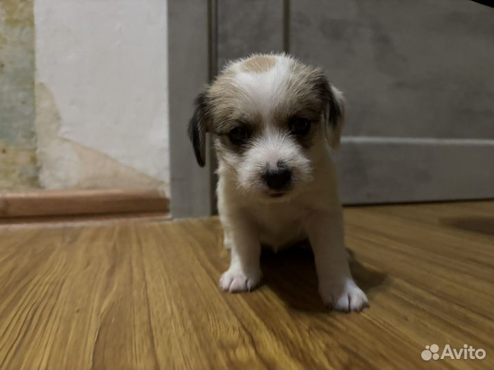 Щенки джек рассел терьер