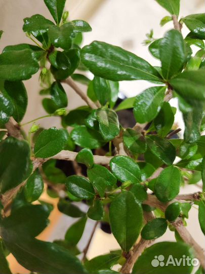 Бонсай кармона