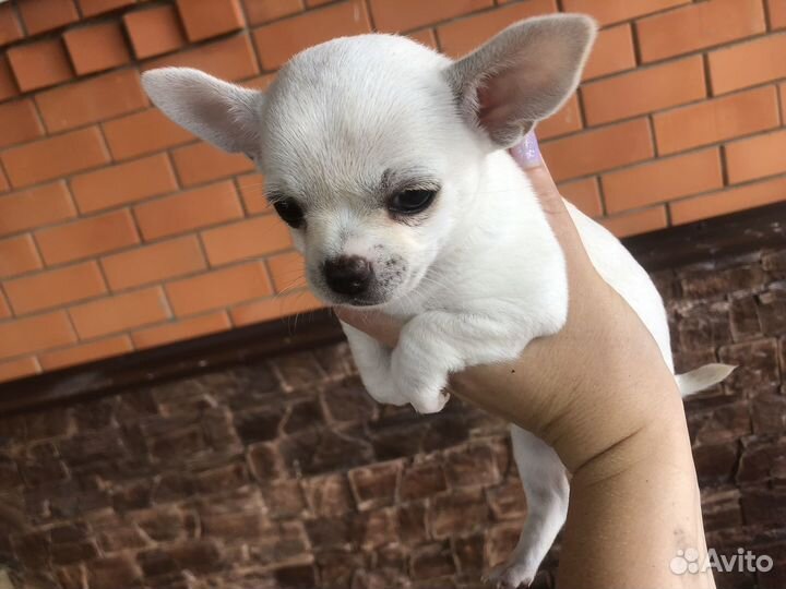Щенки чихуахуа мини