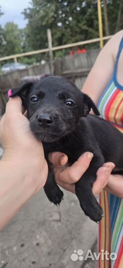 Щенки бесплатно