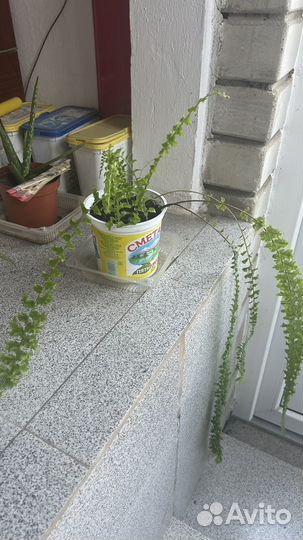 Комнатные цветы