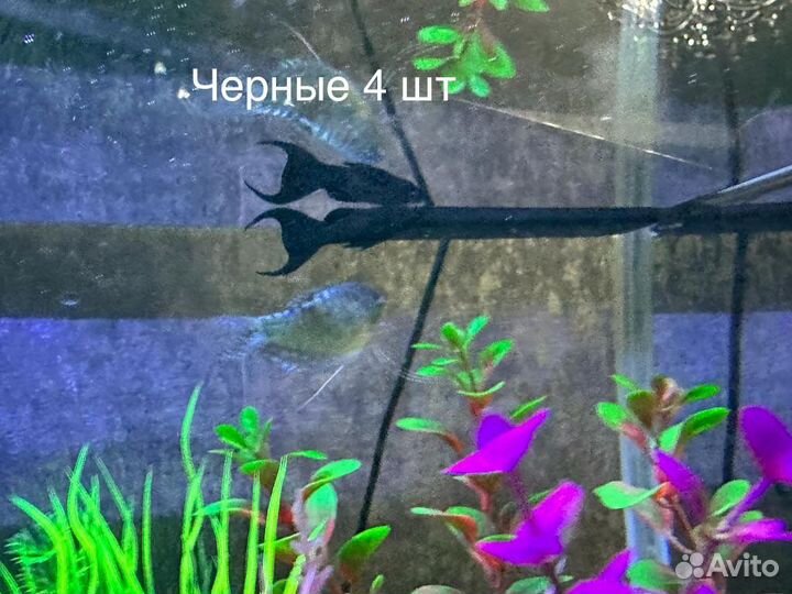 Рыбки для аквариума