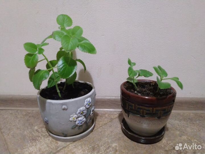 Мята индийская, домашняя