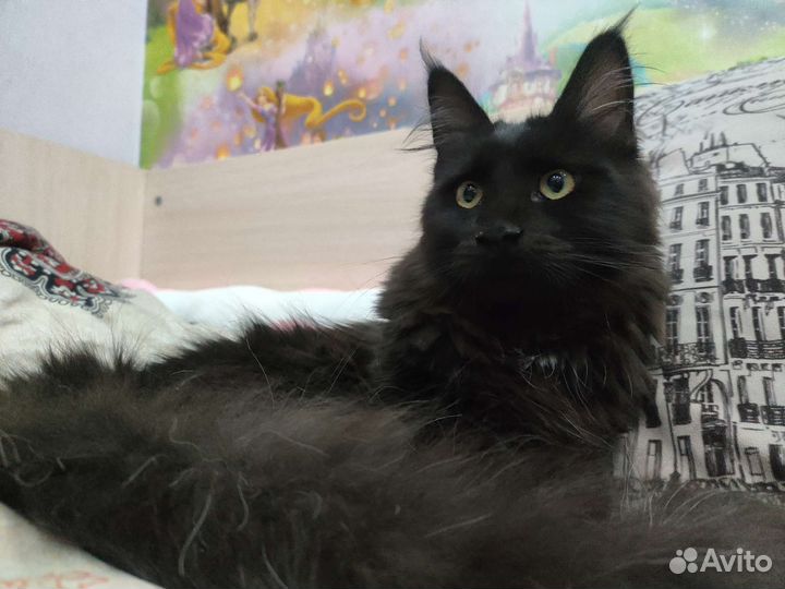 Кот мейн-кун