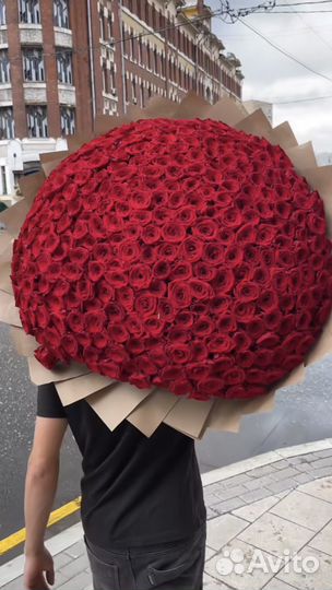 Роза красная/белая. 25 роз. 51 роза. 101 роза