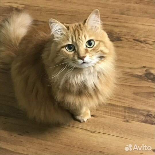 Сибирская кошка