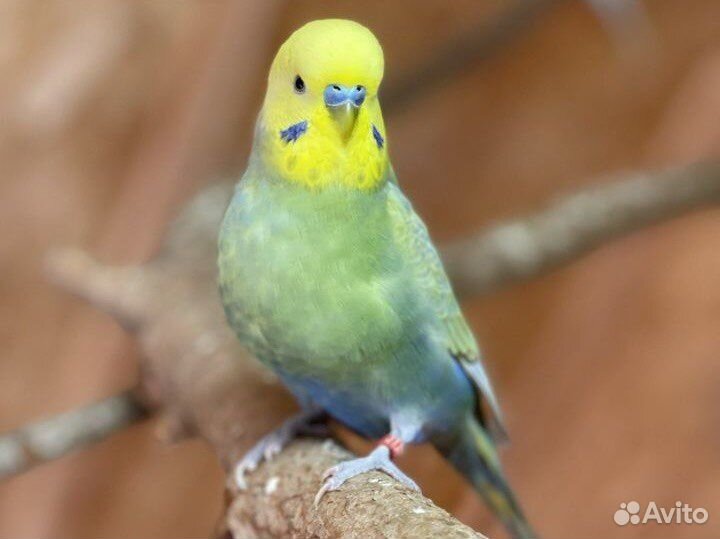 Птенцы волнистых попугаев, радужные попугаи, Чехи
