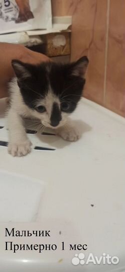 Котята в добрые руки бесплатно
