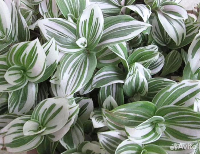 Традесканция