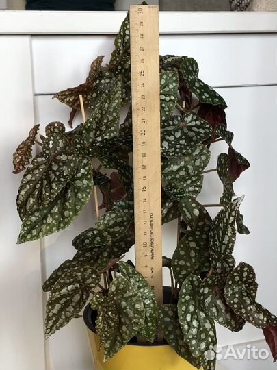 Бегония макулата