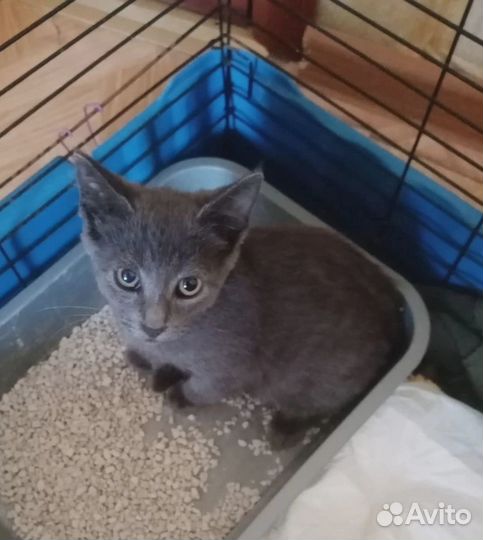 Котенок ищет дом