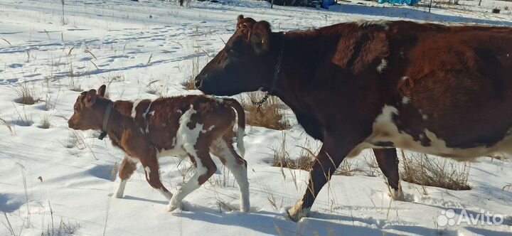 Молоко настоящее