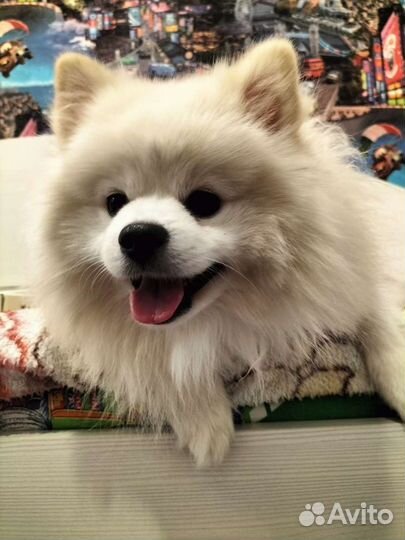 Немецкий шпиц вязка